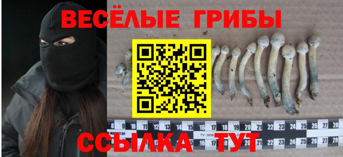 Псилоцибиновые грибы Psilocybe  Вход с VPN  Губаха 